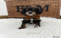 Cavapoo dogs for sale: F1 Toy cavapoos exstensively health tested - Image 4
