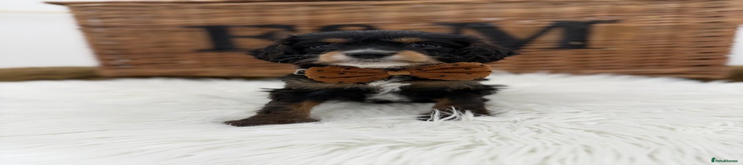 Cavapoo Puppy 2