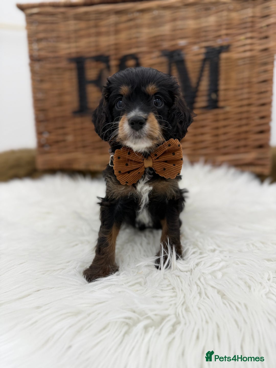 Cavapoo dogs for sale: F1 Toy cavapoos exstensively health tested - Image 4