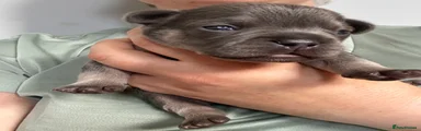 French Bulldog 9