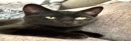 British Shorthair cats for sale: British Shorthair Beautiful kitten LAST ONE £150 - Advert 12