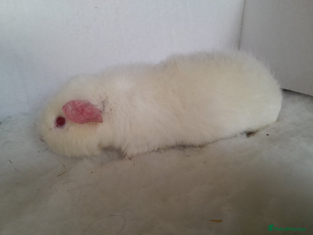 Guinea Pig rodents for sale: Teddy Guinea Pig Boars - Advert 5