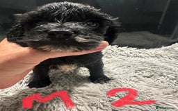 Mixed Breed dogs for sale: Cocker Spaniel x Cavapoo puppies available  - Image 5