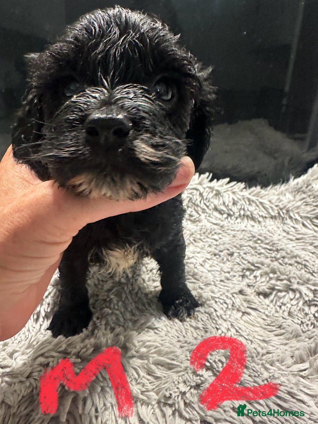 Mixed Breed dogs for sale: Cocker Spaniel x Cavapoo puppies available  - Image 5