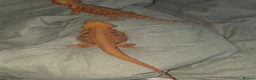 Bearded Dragon reptiles for sale: full setup + 2 female bearded dragons in Northampton - Advert 3