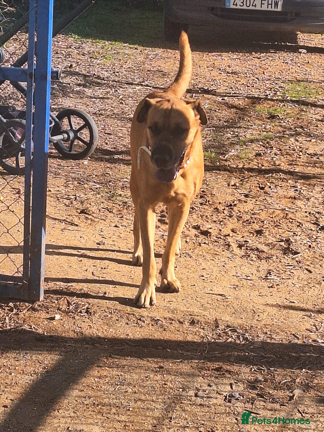 Mixed Breed dogs for adoption: Urgent 🚨 Home for Kobi  in Hengoed - Advert 29