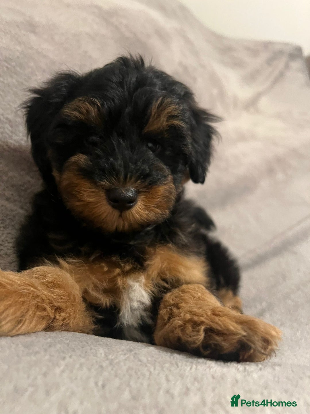 Schnoodle dogs for sale: American Toy Schnoodle Puppies *READY TO GO* - Advert 1