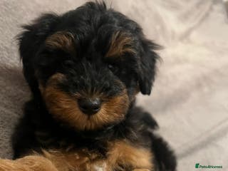 Schnoodle dogs American Toy Schnoodle Puppies *READY TO GO* - Advert 4
