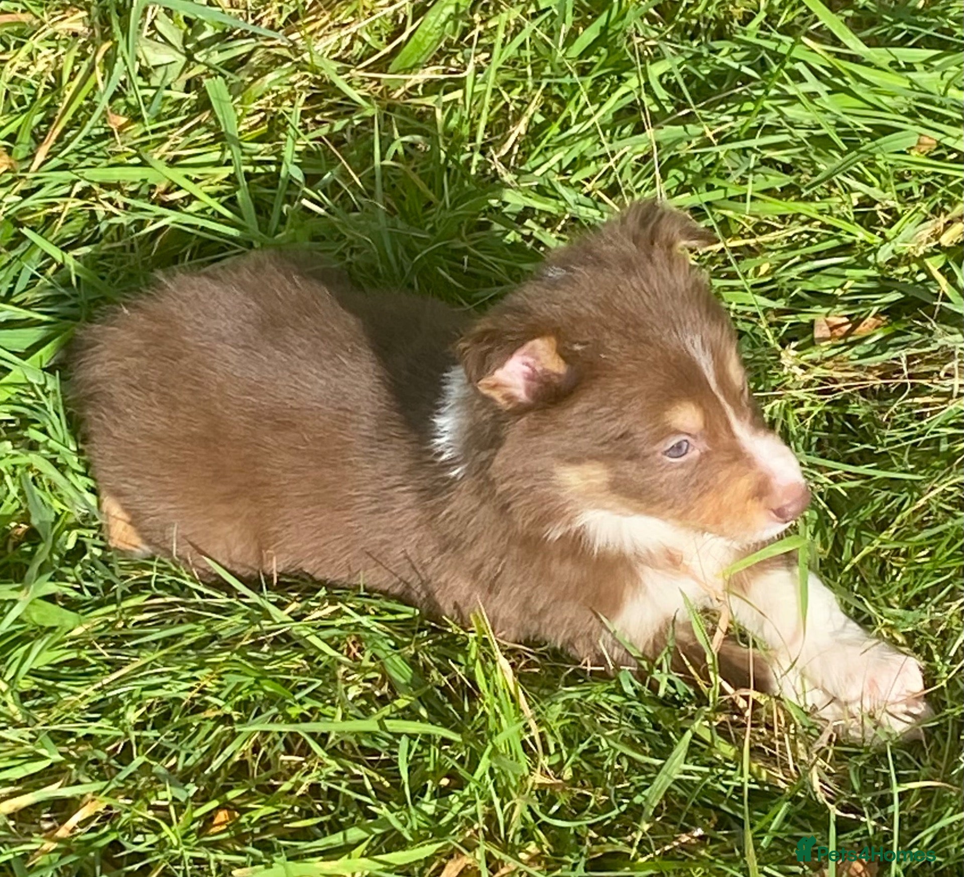 Border Collie dogs Fabulous Red Border Collie Puppies - Advert 2