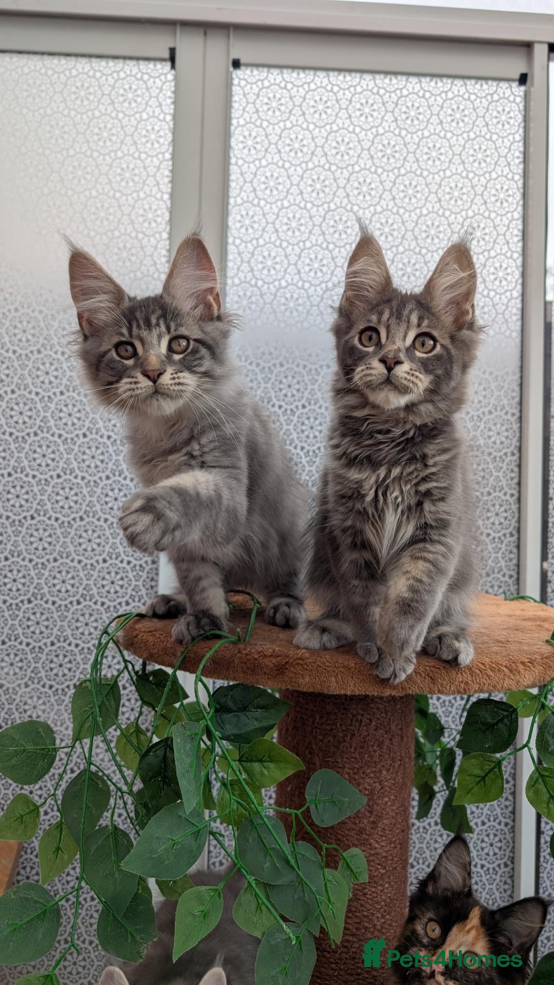 Maine Coon cats Stunning Maine coon kittens - Advert 2