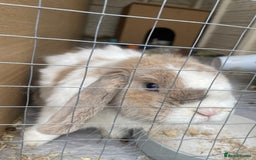 Mini Lop rabbits for sale: Male mini lop  - Image 3