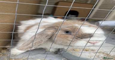Mini Lop rabbits - Advert 3
