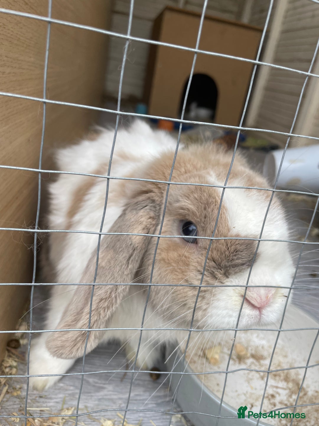Mini Lop rabbits for sale: Male mini lop  - Image 3