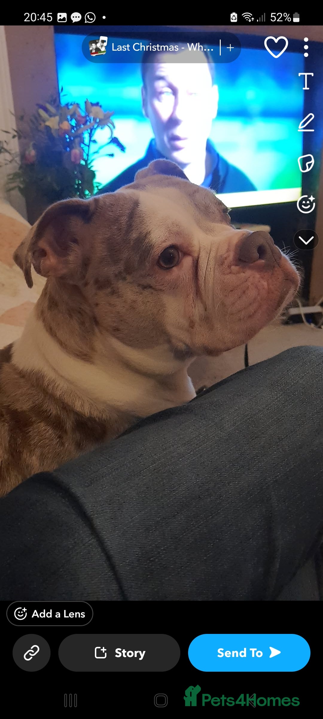 Mixed Breed dogs for sale: Bulldog  - Advert 3