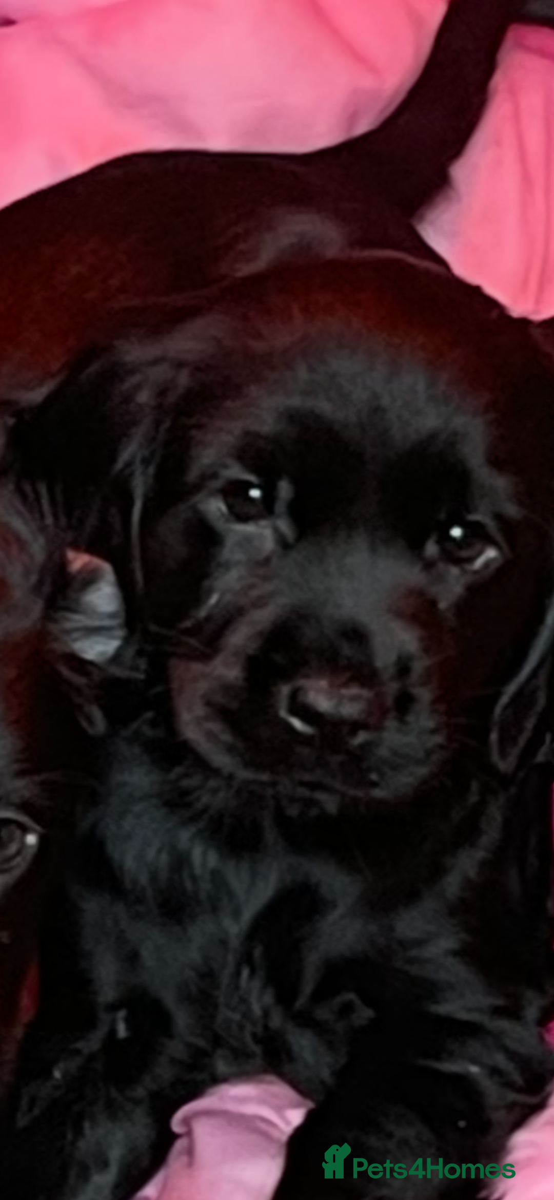 Cockerdor dogs for sale: 2 Beautiful black boy cockerdour puppies  - Image 20