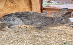 Continental Giant rabbits for sale: Beautiful Giant Rabbit Female - Advert 2