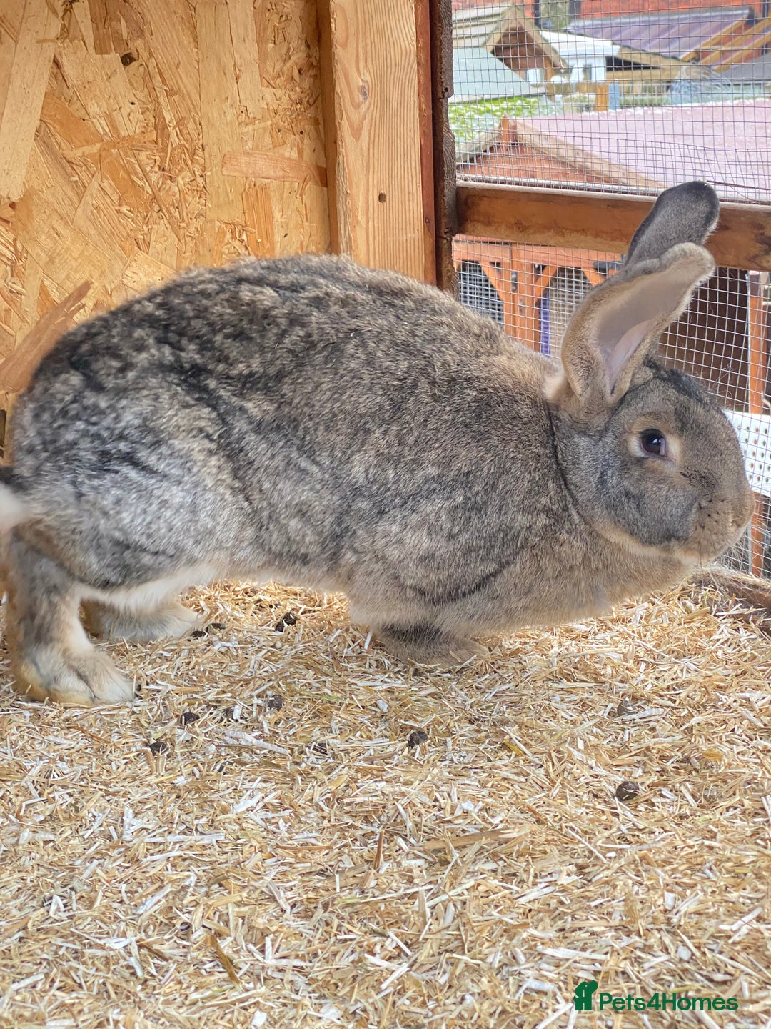 Continental Giant rabbits for sale: Beautiful Giant Rabbit Female - Advert 2