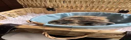 Mini Lop rabbits for sale: Early Summer 2026 - Advert 7