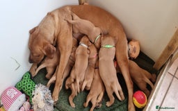 Labrador Retriever dogs for sale: Fox red labrador pups for sale - Image 20