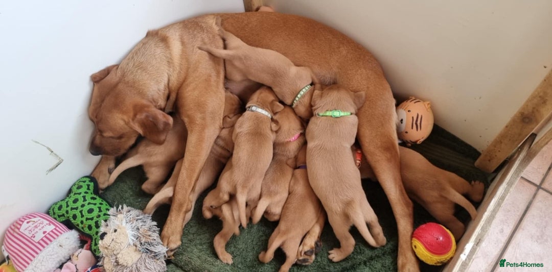 Labrador Retriever dogs for sale: Fox red labrador pups for sale - Image 20