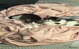 Mixed Breed cats for sale: Gorgeous Maine coone cross kittens! - Image 1