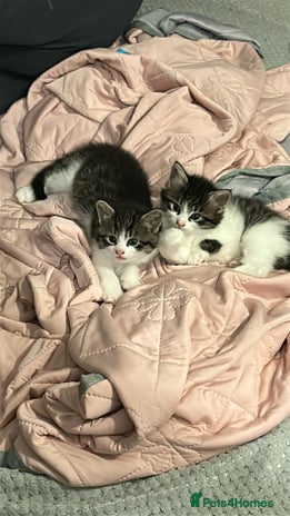 Mixed Breed cats - Advert 1
