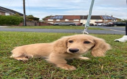 Miniature Dachshund dogs for sale: Full Cream Minature Dachshunds - Image 9