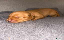 Labrador Retriever dogs for sale: Labrador Retriever Pups - Image 28