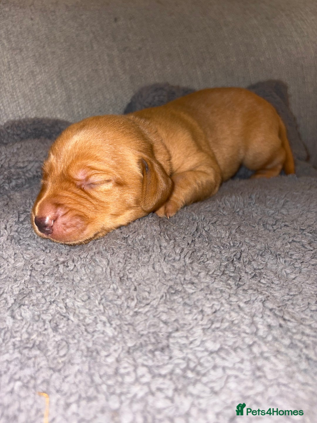 Labrador Retriever dogs for sale: Labrador Retriever Pups - Image 28