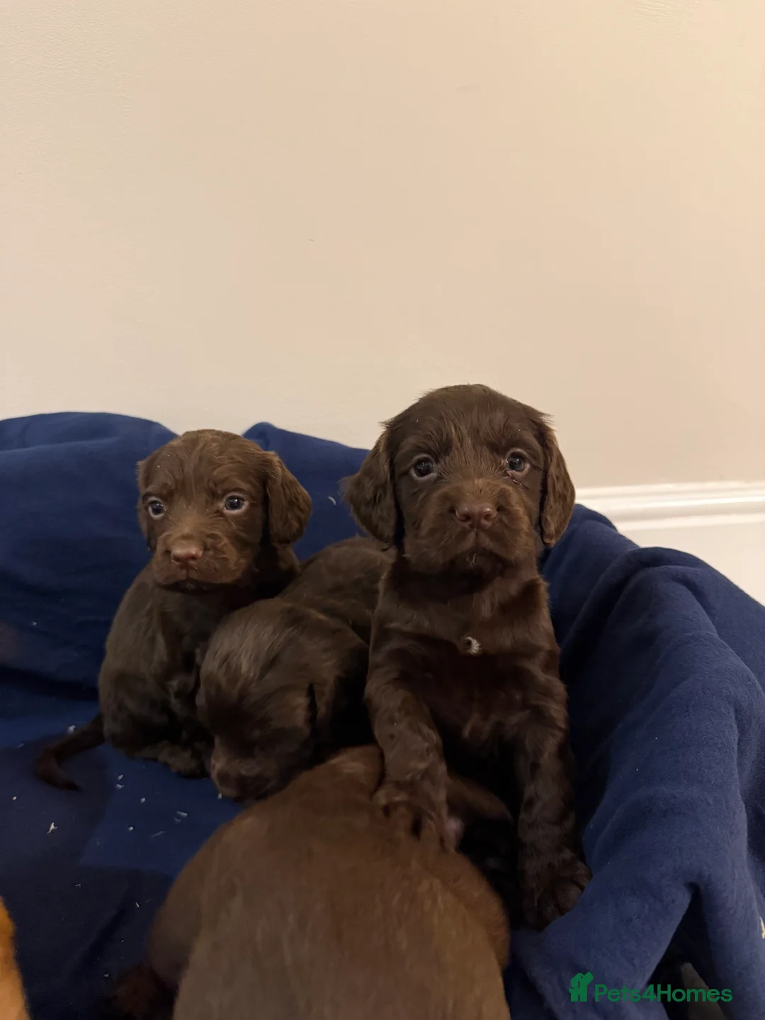 Cocker Spaniel dogs for sale: Adorable litter of 6 puppies - Advert 9