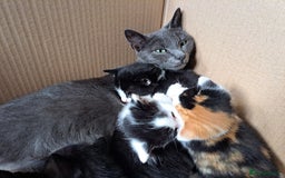 Domestic Shorthair cats for sale: 2 Gorgeous Pairs Of Kittens - Image 10