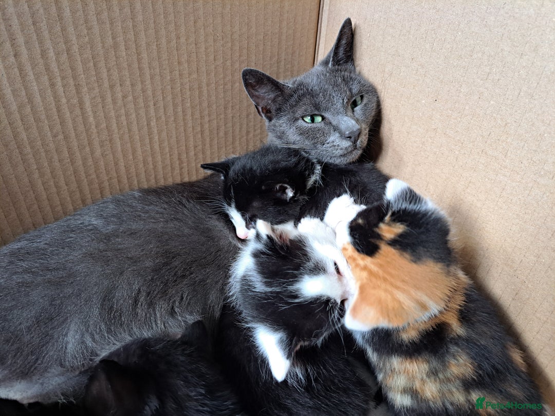 Domestic Shorthair cats for sale: 2 Gorgeous Pairs Of Kittens - Image 10