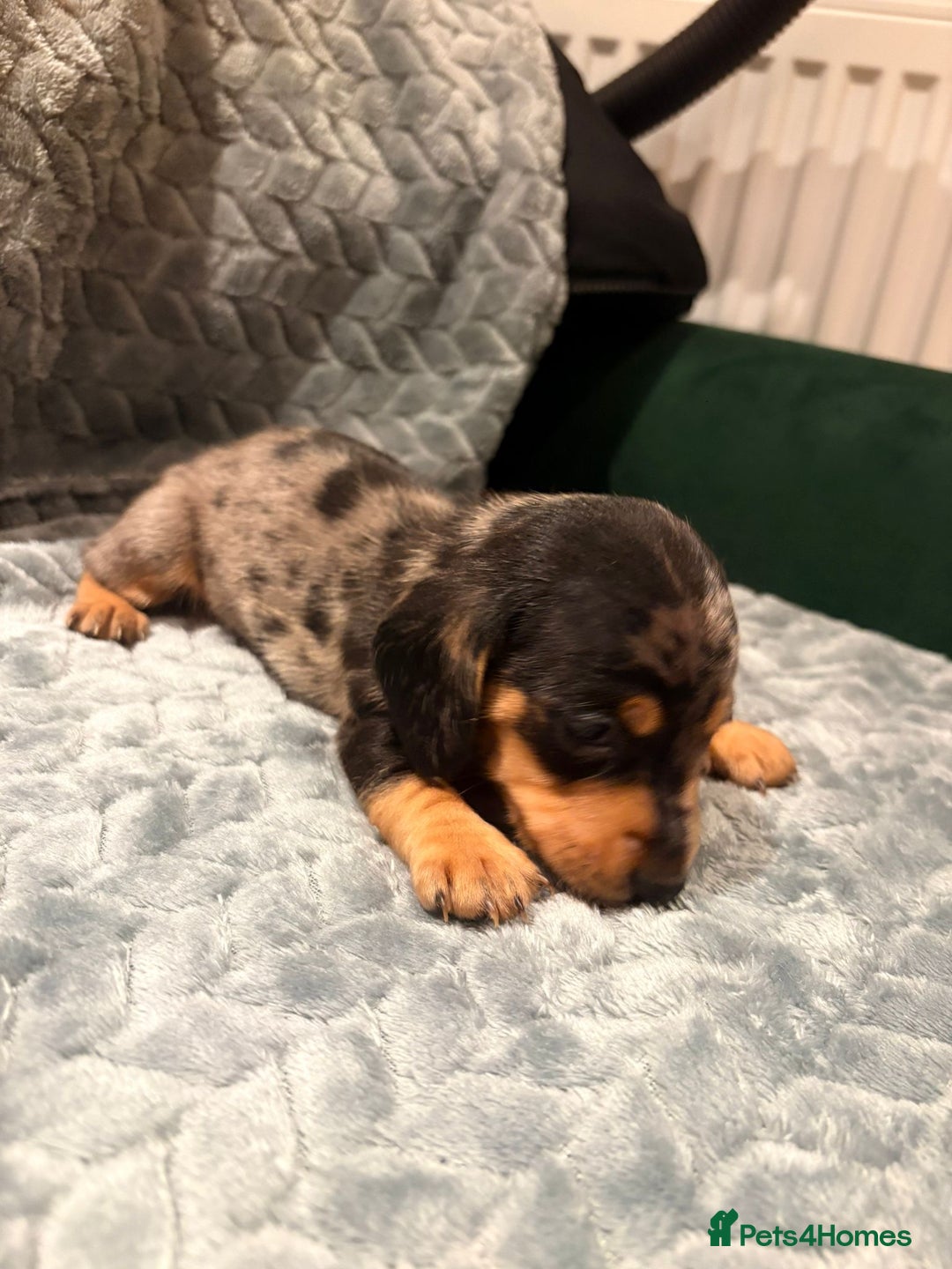 Miniature Dachshund dogs for sale: ✨ Miniature Dachshund Puppies ✨ - Advert 6