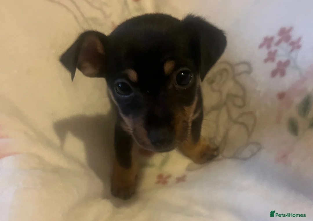 Jack Russell dogs for sale: Miniature rare natural bobtailed jack Russells - Advert 9