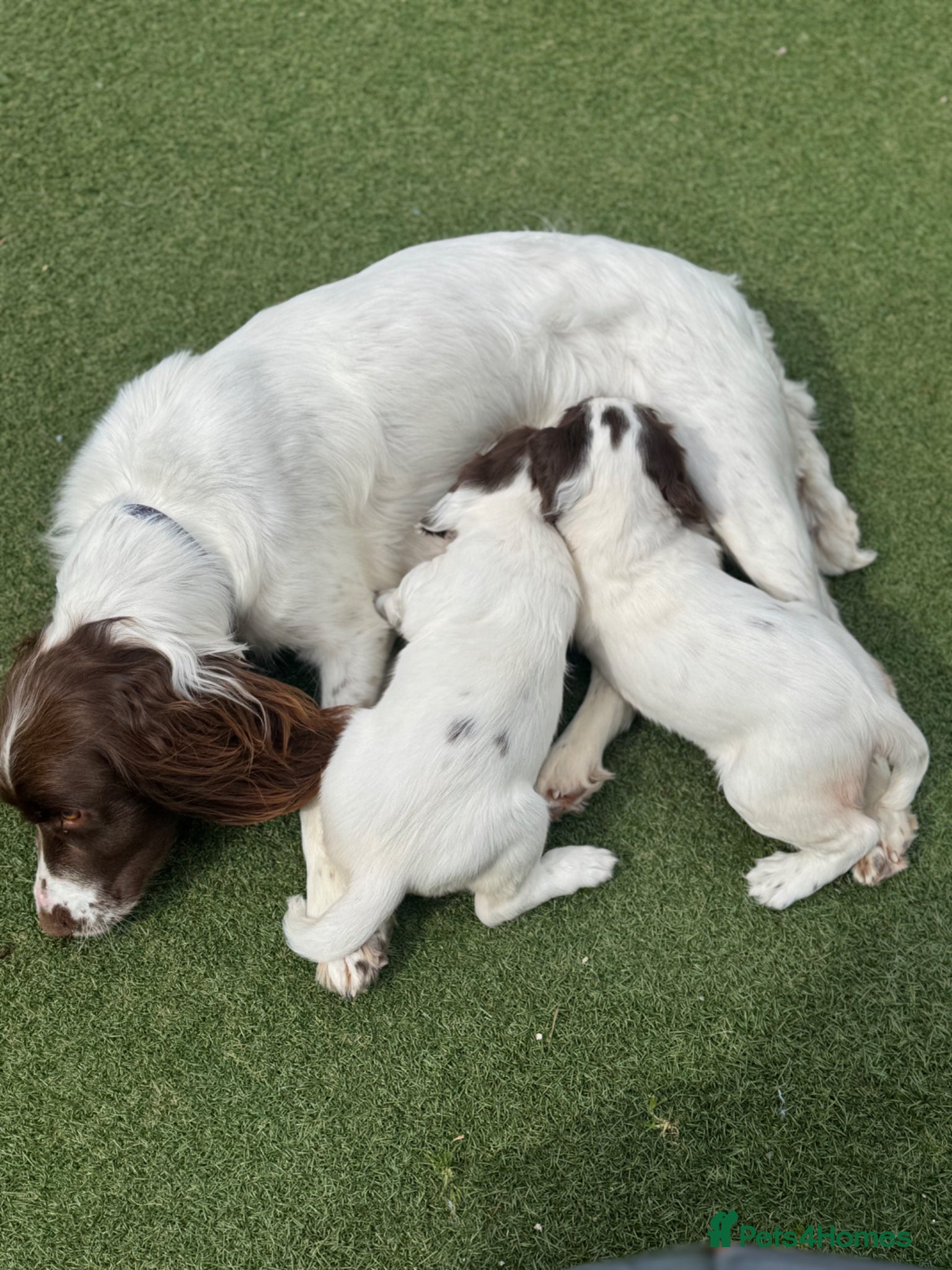English Springer Spaniel dogs English Springer Spaniel puppies - Advert 10