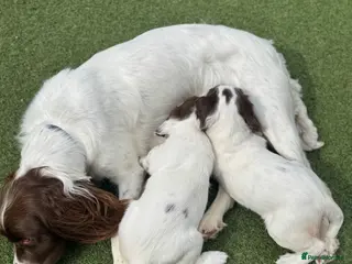 English Springer Spaniel dogs English Springer Spaniel puppies - Advert 10