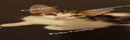 Mixed Breed cats for sale: 11 ‑week‑old male kitten. - Advert 7