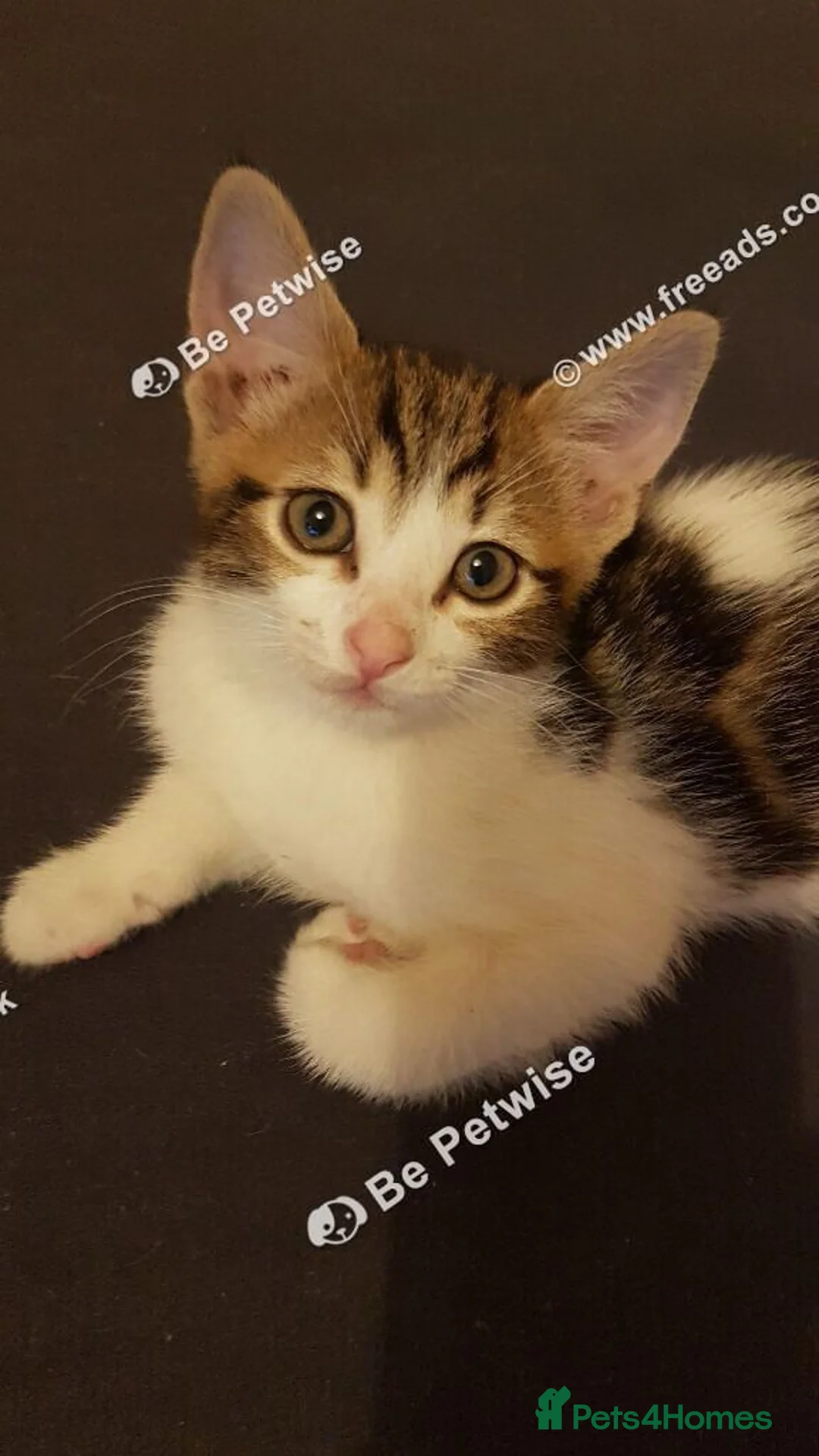 Mixed Breed cats for sale: 11 ‑week‑old male kitten. - Advert 7