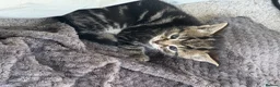 Mixed Breed cats for sale: 4 beautiful girl kittens  - Advert 4