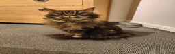 Maine Coon cats for sale: Sad Re-home Pure breed female main coon  - Advert 1