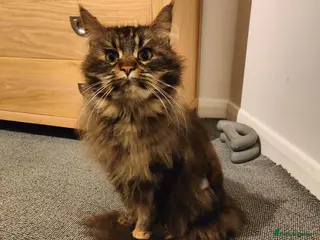 Maine Coon cats Sad Re-home Pure breed female main coon - Advert 1