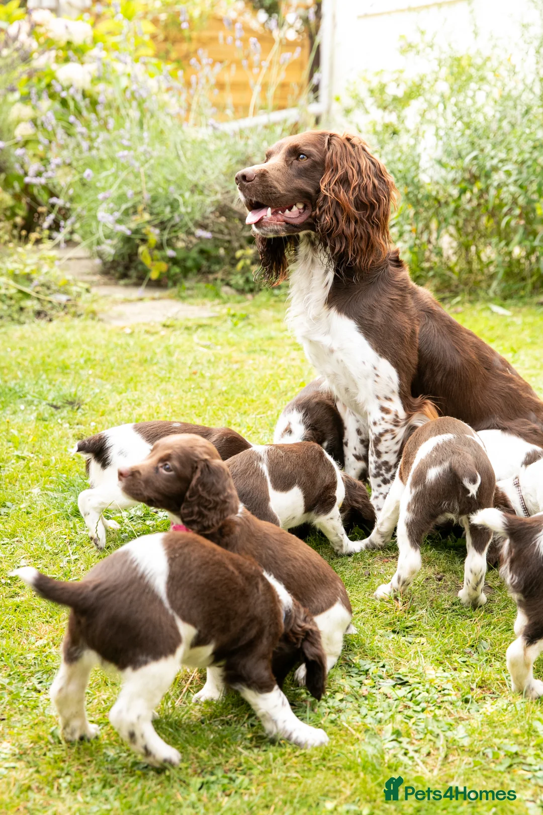 English Springer Spaniel dogs for stud: Fully health tested stud, Pippenmoor Red Flame - Advert 7