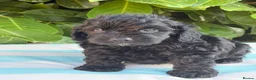 Cockapoo dogs for sale: Cockapoo males and females  - Advert 27