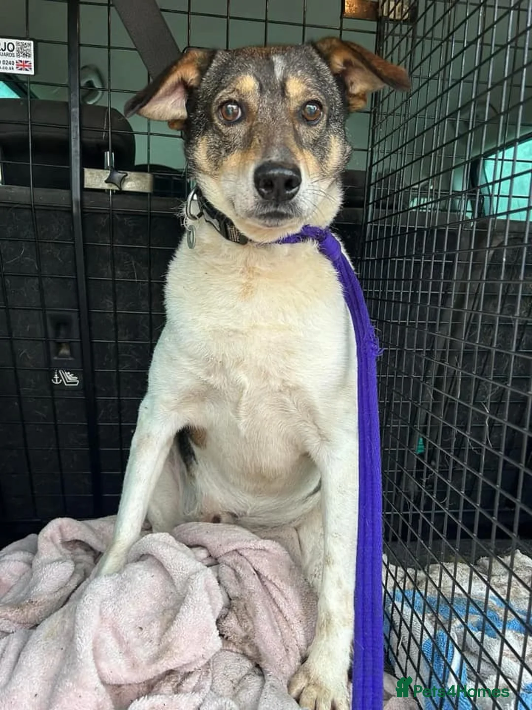 Mixed Breed dogs for adoption: Benjamin - Norwich Norfolk  in Norwich - Advert 4