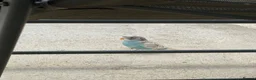Budgerigars birds for sale: Baby budgie in Dagenham - Advert 2