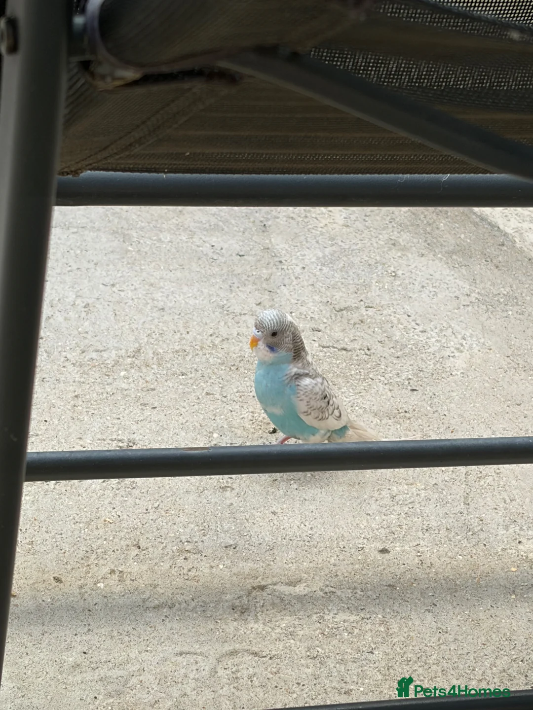 Budgerigars birds for sale: Baby budgie in Dagenham - Advert 2