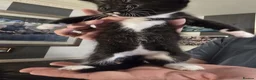 Mixed Breed cats for sale: 3 beautiful kittens in London - Advert 9