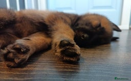 German Shepherd dogs for sale: 3 GSDs Female/KC Extensively Health Tested - Image 5