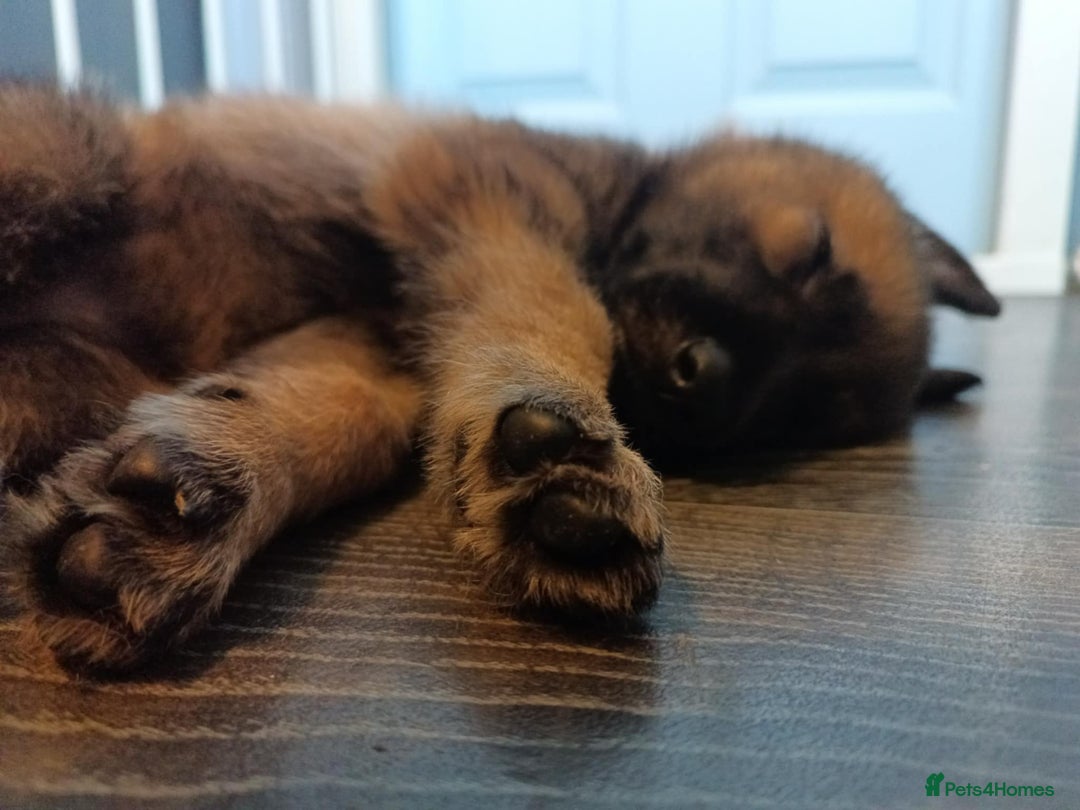 German Shepherd dogs for sale: 3 GSDs Female/KC Extensively Health Tested - Image 5
