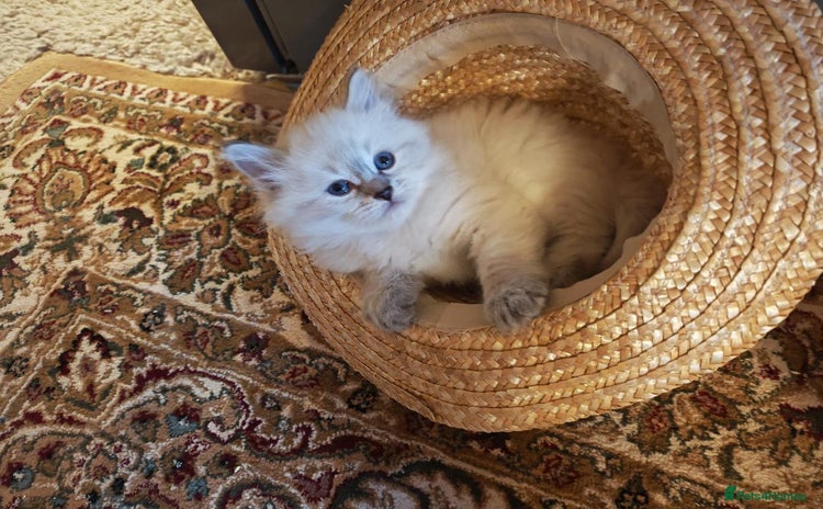 Siberian cats - Advert 7